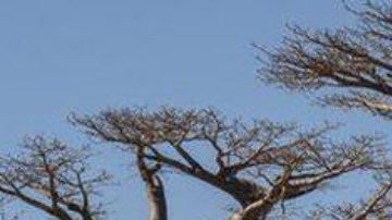 Por sus peculiares formas y gran altura los baobabs son uno de los árboles más famosos del mundo.