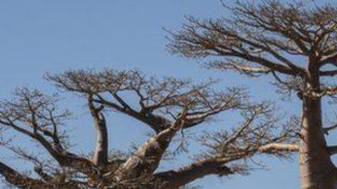 Por sus peculiares formas y gran altura los baobabs son uno de los árboles más famosos del mundo.