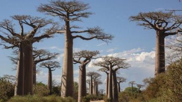 Por sus peculiares formas y gran altura los baobabs son uno de los árboles más famosos del mundo.