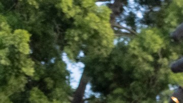 Estudiantes tocan sus instrumentos durante el festival de AESD en Anaheim.