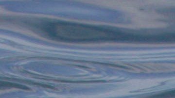 A grate white shark swim past during a shark viewing by tourist in Kleinbaai, South Africa, Friday, April. 18, 2008. Thousands of people including Brat Pitt have visited the area to view Grate White Sharks, Michael Rutzen a shark expert estimate that around three hundred sharks inhabit the emidiate area around Kleinbaai. (AP Photo/Schalk van Zuydam)