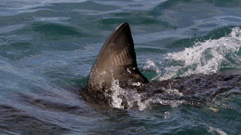 A grate white shark swim past during a shark viewing by tourist in Kleinbaai, South Africa, Friday, April. 18, 2008. Thousands of people including Brat Pitt have visited the area to view Grate White Sharks, Michael Rutzen a shark expert estimate that around three hundred sharks inhabit the emidiate area around Kleinbaai. (AP Photo/Schalk van Zuydam)