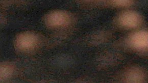 An eastern diamond back rattlesnake coils itself to strike during the Opp Rattlesnake Rodeo in Opp, Ala., Friday, March 26, 2010. Once there were about 50 snake roundups in the South, but only three are left _ the one in Alabama and two in Georgia. (AP Photo/Dave Martin)