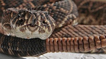 An eastern diamond back rattlesnake coils itself to strike during the Opp Rattlesnake Rodeo in Opp, Ala., Friday, March 26, 2010. Once there were about 50 snake roundups in the South, but only three are left _ the one in Alabama and two in Georgia. (AP Photo/Dave Martin)