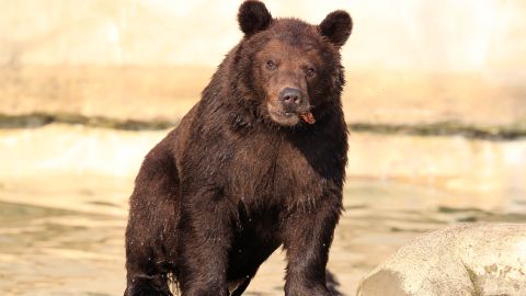 One of three orphaned grizzly bear cubs that came to the Detroit Zoo in Royal Oak, Mich., from Alaska in December is seen, Thursday, March 22, 2012. Mike, Thor and Boo spent the winter "denned up" as they would in the wild. The 14-month-old brothers explored their new habitat, including having a dip in the 6-foot-deep pool and doing a little rough-housing. The three were orphaned in October and captured by the Alaska Department of Fish and Game after their mother was shot and killed by a poacher. (AP Photo/Carlos Osorio)