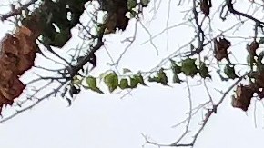 Garden Grove police leave the scene of a stabbing in Garden Grove, Calif., Thursday., Aug. 8, 2019. A man killed four people and wounded two in a string of robberies and stabbings in California's Orange County before he was arrested, police said Wednesday. (AP Photo/Amy Taxin)