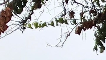 Garden Grove police leave the scene of a stabbing in Garden Grove, Calif., Thursday., Aug. 8, 2019. A man killed four people and wounded two in a string of robberies and stabbings in California's Orange County before he was arrested, police said Wednesday. (AP Photo/Amy Taxin)