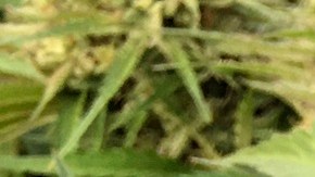 Biden busca reducir la persecución de personas por consumo de marihuana.