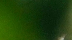 Calor extremo en México provoca muerte de 157 monos aulladores en sureste de México