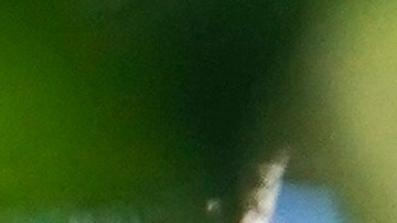 Calor extremo en México provoca muerte de 157 monos aulladores en sureste de México