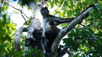 Calor extremo en México provoca muerte de 157 monos aulladores en sureste de México