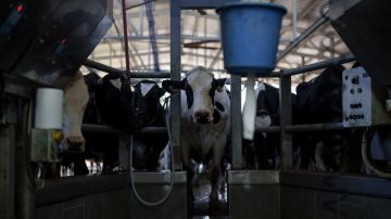Autoridades hallan en Michigan segundo caso humano de gripe aviar vinculado a vacas lecheras