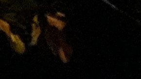 Police gather on the campus at the University of Southern California prior to clearing out an encampment set up by pro-Palestinian demonstrators Sunday, May 5, 2024, in Los Angeles. (AP Photo/Ryan Sun)