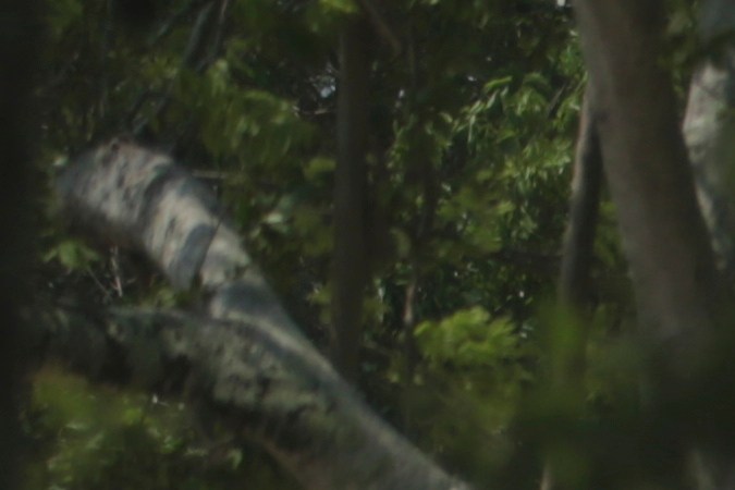 Inundaciones en Texas: niño murió tras ser arrastrado por una corriente en Fort Worth