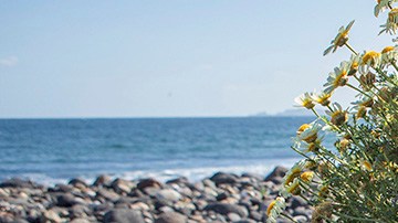 Crimen de surfistas en Ensenada