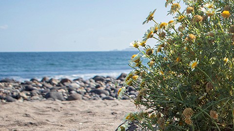 Crimen de surfistas en Ensenada