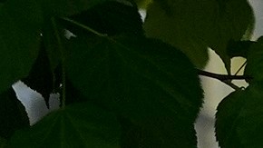 Michael Cohen fue abogado personal del expresidente Trump.