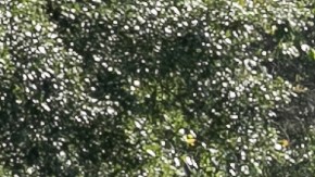 Muerte de ocho mexicanos muestra la vulnerabilidad de trabajadores migrantes en EE.UU.