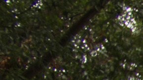 Mansión Elvis Presley