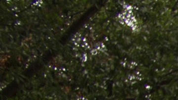 Mansión Elvis Presley