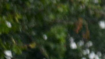 Hallan cuerpos de 11 personas asesinadas en el sur de México