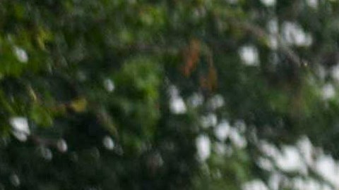 Hallan cuerpos de 11 personas asesinadas en el sur de México