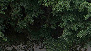 Violencia en México