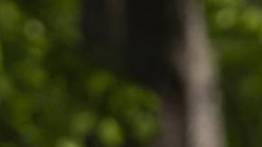 Bernie Sanders, senador por Vermont