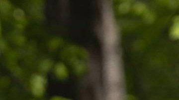 Bernie Sanders, senador por Vermont