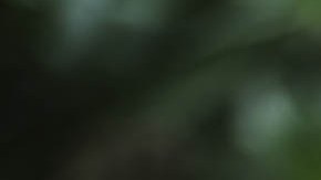 La planta de cannabis