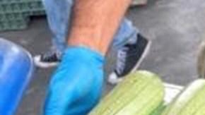 Agentes de aduanas confiscaron droga en un cargamento de calabazas.