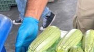 Agentes de aduanas confiscaron droga en un cargamento de calabazas.