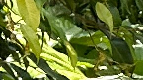 Emma Olivares, María Elena Burgos y Elizabeth María Martínez, tres madres, tres generaciones, unidas por lazos de sangre.