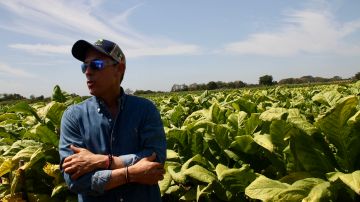 Un productor de los campos nayaritas que ha contribuido al incremento de la produción de tabaco