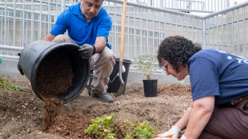 Voluntarios trabajan durante la plantación de nuevos árboles en Ramona Gardens.