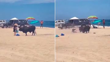 Ataque de un toro en Los Cabos