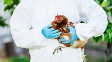 Confirman en Michigan un segundo caso de gripe aviar en humanos