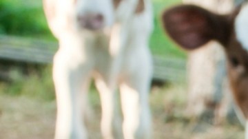 Gripe aviar en EE.UU.: venta de leche cruda va en aumento