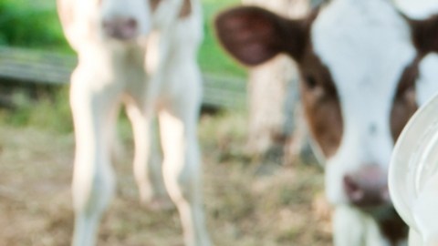 Gripe aviar en EE.UU.: venta de leche cruda va en aumento