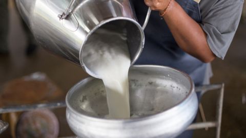 FDA analizó muestras de leche para detectar gripe aviar en 17 estados
