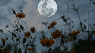 La luna llena de Flores ocurre bajo la mirada de Sagitario.