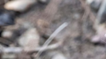 Encuentran mapache infectado con rabia en New York