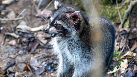 Encuentran mapache infectado con rabia en New York