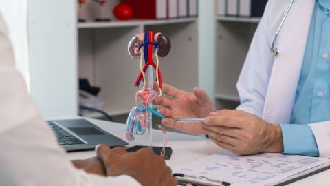 Estudio encuentra microplásticos en testículos de perros y humanos