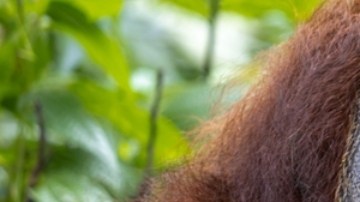 Descubren a un orangután salvaje que utiliza una planta medicinal para desinfectar sus heridas