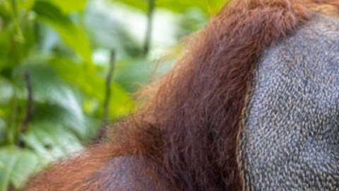 Descubren a un orangután salvaje que utiliza una planta medicinal para desinfectar sus heridas