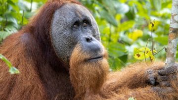 Descubren a un orangután salvaje que utiliza una planta medicinal para desinfectar sus heridas
