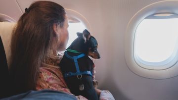 Si viajas con perros a EE.UU. considera las nuevas reglas emitidas por los CDC