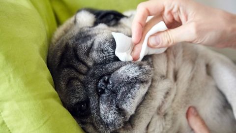 Mujer limpia los ojos de un pug adulto con una toallita especial.