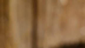 El veneno psicodélico de un sapo ser el próximo gran antidepresivo: estudio